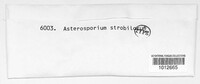 Asterosporium strobilorum image